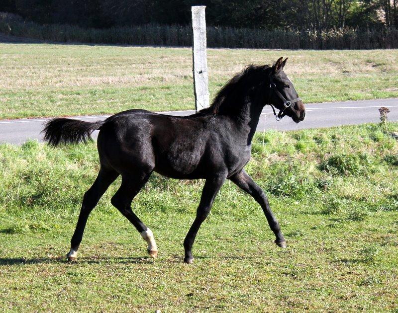 Oldenborg Medina af legaardslund billede 19