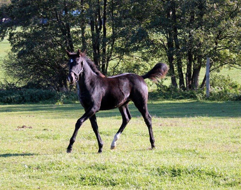 Oldenborg Medina af legaardslund billede 20