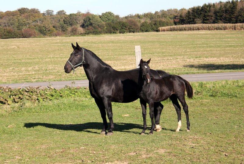 Oldenborg Medina af legaardslund billede 22