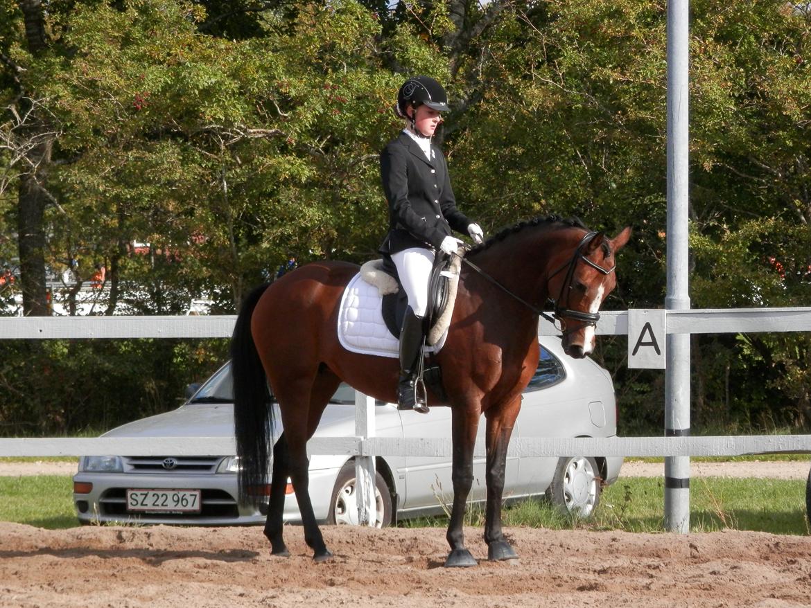 DSP Lykkehøjs Sophee **B-pony** billede 3