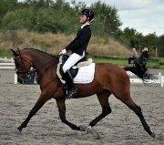 DSP Lykkehøjs Sophee **B-pony** billede 8