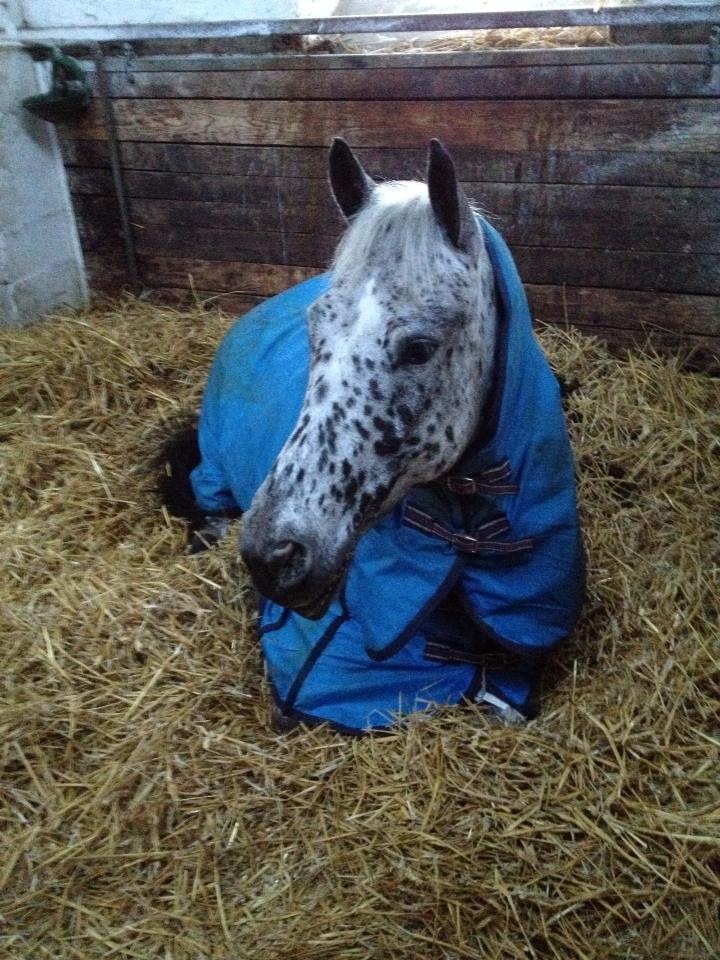 Knabstrupper Xander - Baby hesten billede 18