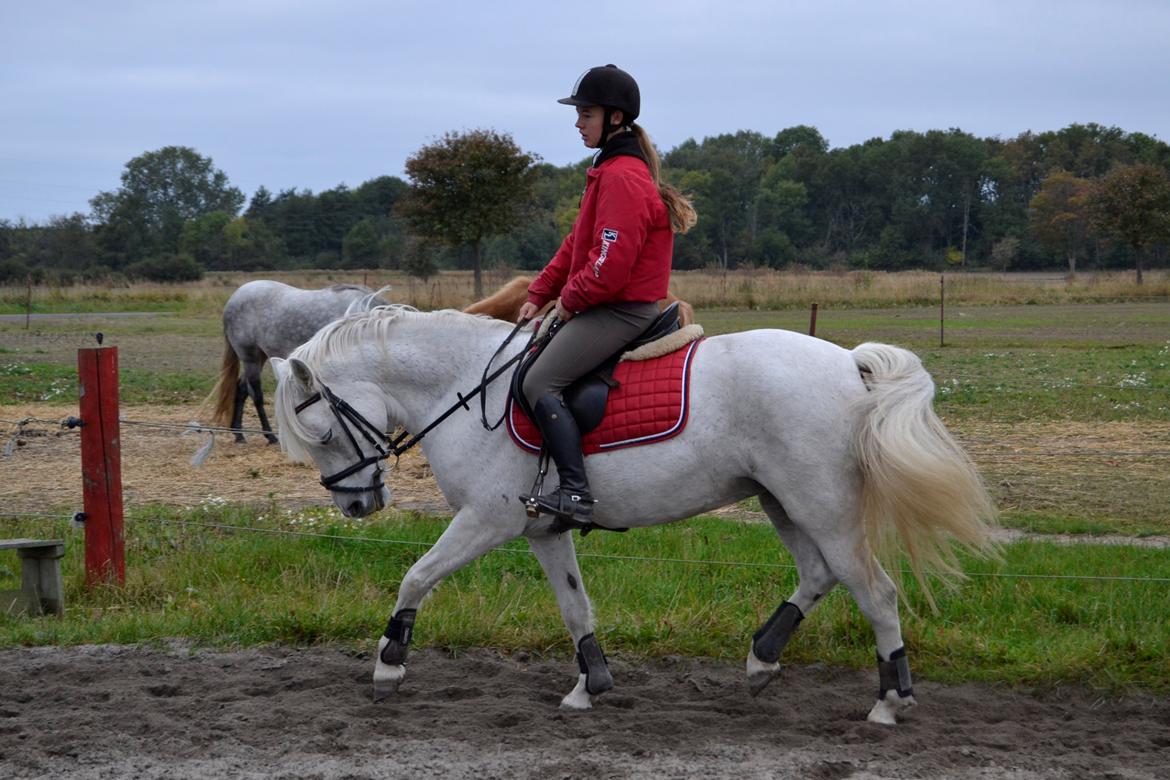 Connemara Hesteklewa Day Dream (day) - sidste rigtige ridetur på dayen!<3
foto: min far billede 18