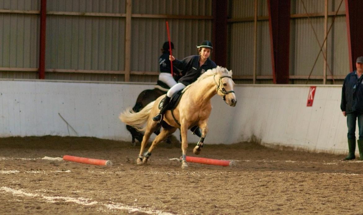 Hollandsk Sportspony Elsa (Eliza) - Lånepony - Første ponygamesstævne uden bid <3 billede 9