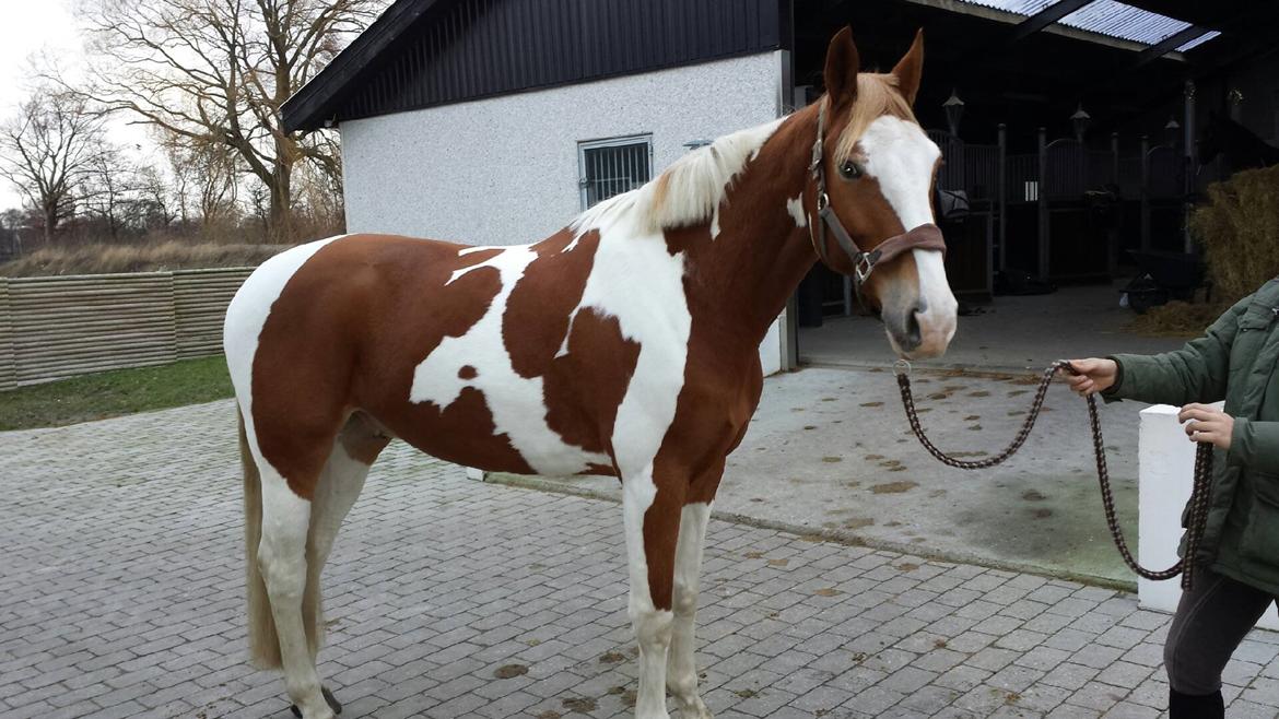 Pinto Solheimgaards Margó billede 14