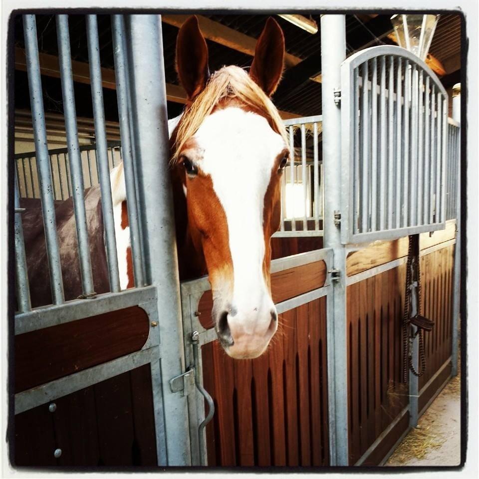 Pinto Solheimgaards Margó - Velkommen til Margó´s profil :-) billede 1