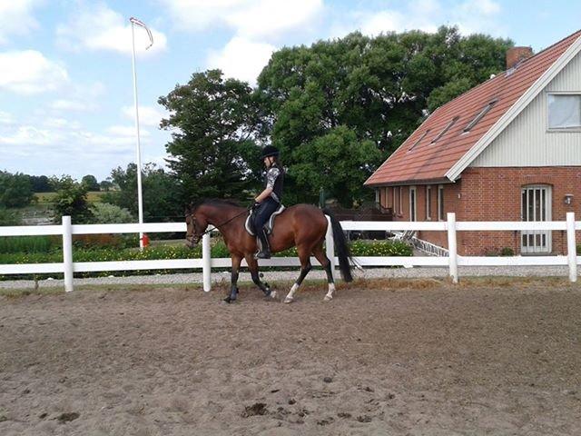 New Forest Egeballes Totilas [Tidl. hest] - 3. Gang jeg var oppe og sidde på ham billede 2