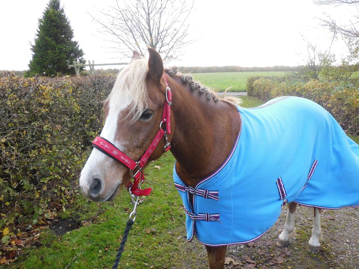 Welsh Pony (sec B) Clausholm volvo (IR) SOLGT - Min elskede pony <3 billede 11