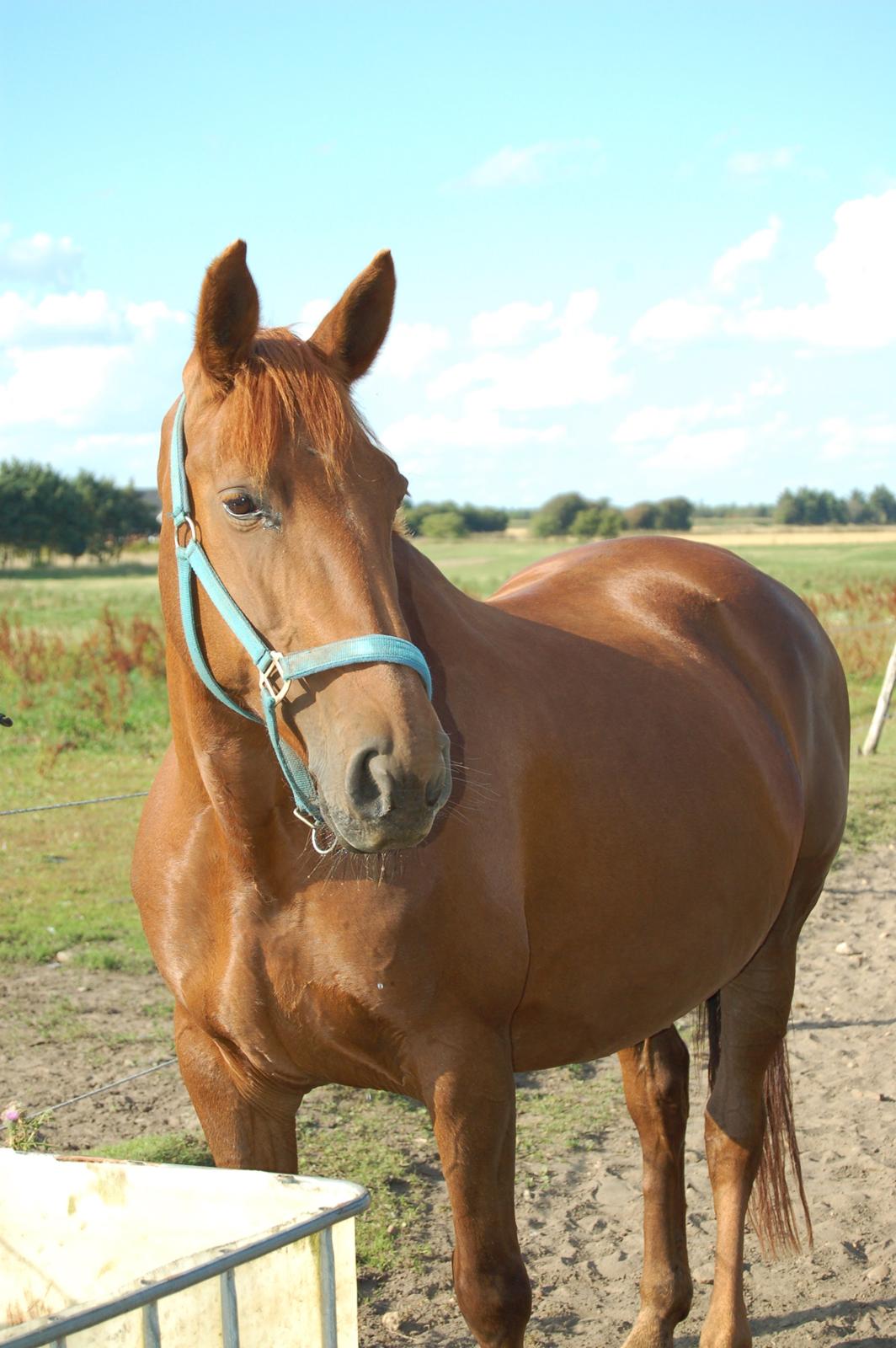 Anden særlig race Charming Sahlina billede 5
