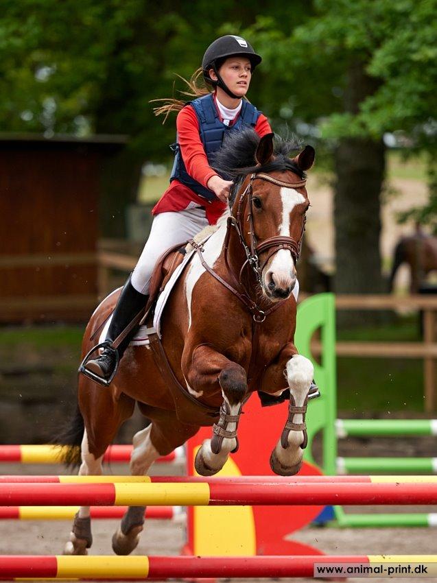 Pinto Robin - velkommen til Robins profil billede 2