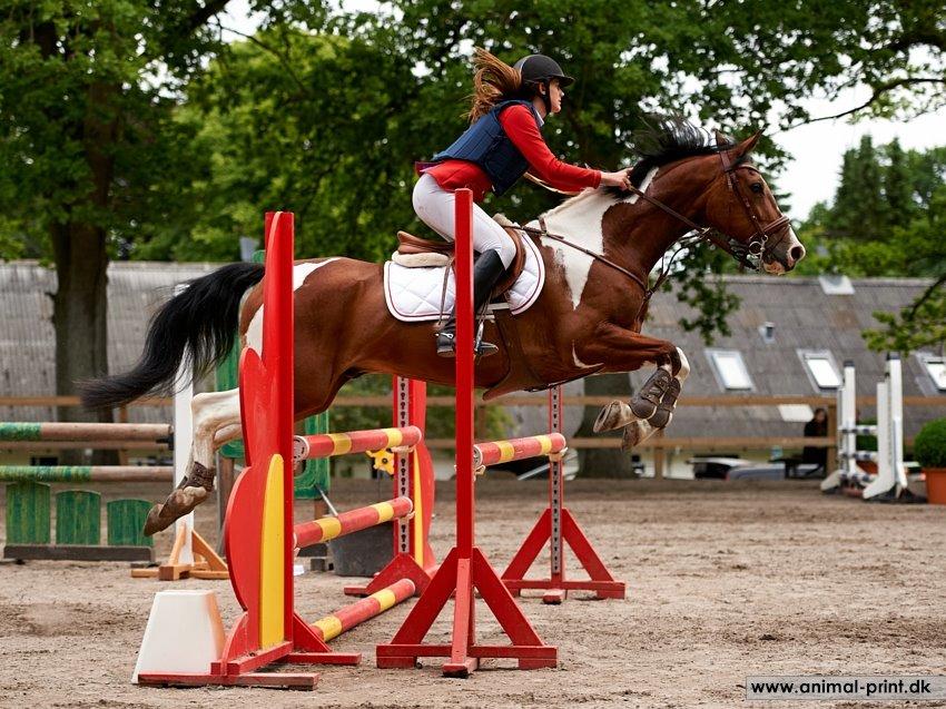 Pinto Robin - stævne på egene billede 5