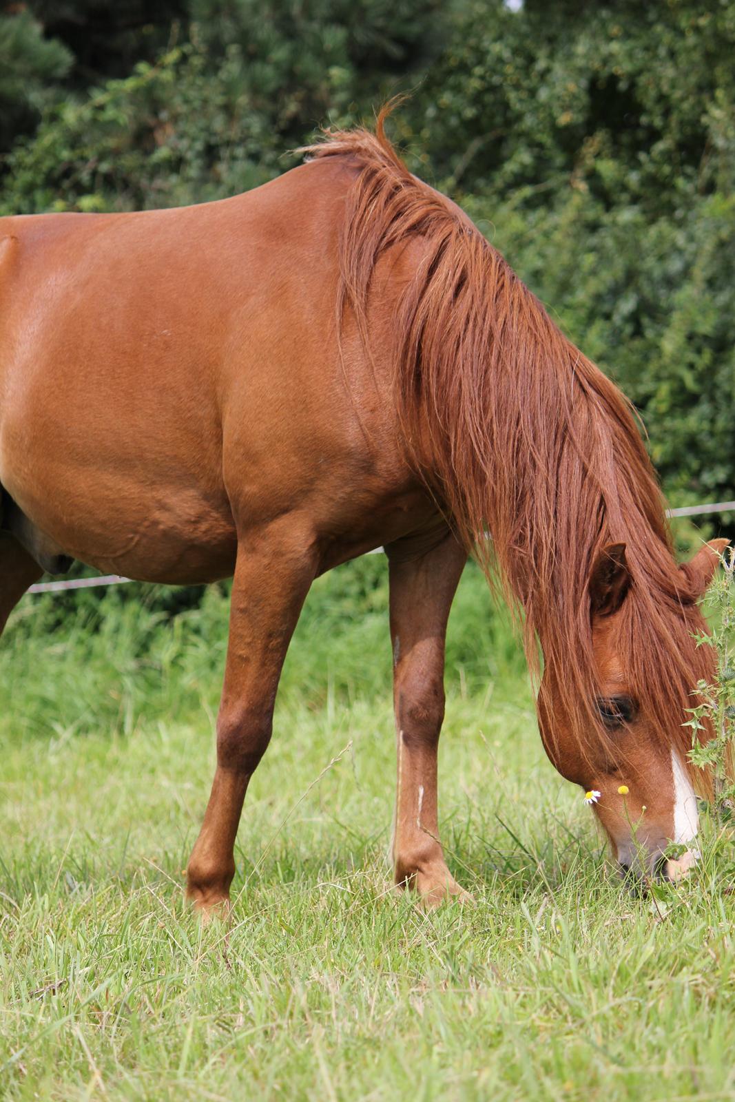 Anden særlig race Ron billede 11