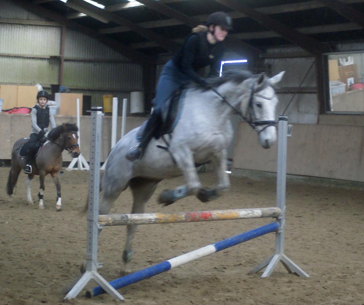 Anglo Araber (AA) Hedevangs Galilea - December 2013 - Galle over 70 cm :) Foto: Mette Iversen billede 8