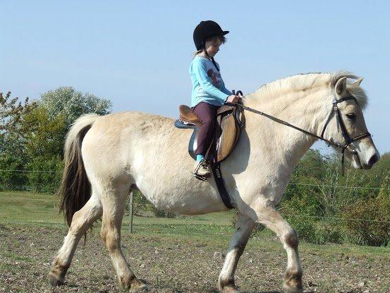 Fjordhest Flicka - Da jeg var lille og red på hende billede 15