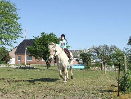 Fjordhest Flicka - Da jeg var lille og red på hende billede 16