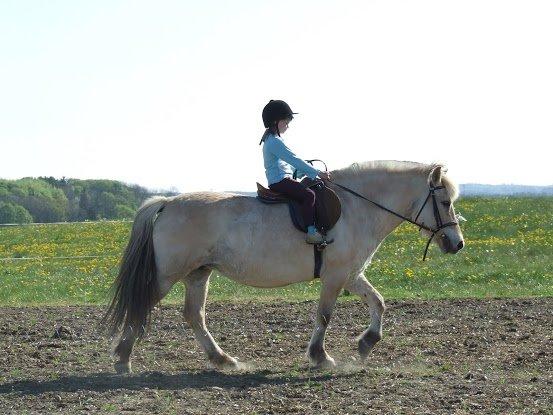 Fjordhest Flicka - Da jeg var lille og red på hende billede 17