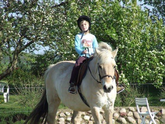 Fjordhest Flicka - Da jeg var lille og red på hende billede 19