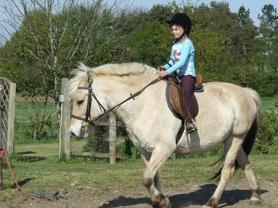 Fjordhest Flicka - Da jeg var lille og red på hende
 billede 20