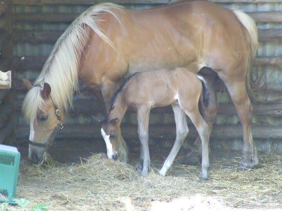 Haflinger Donna - Lidt flere billeder af donna og Mille billede 10