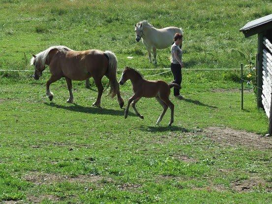 Haflinger Donna - Lidt flere billeder af donna og Mille billede 11