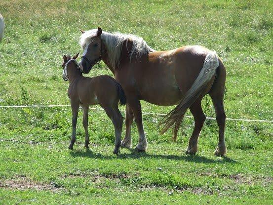 Haflinger Donna - Lidt flere billeder af donna og Mille billede 12