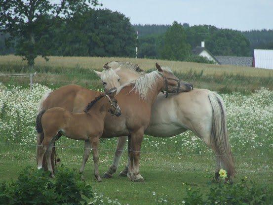 Haflinger Donna - Lidt flere billeder af donna og Mille billede 13