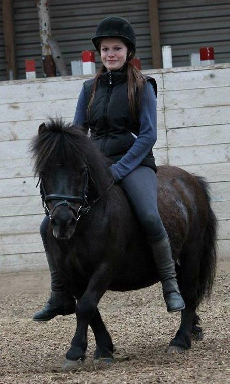 Shetlænder Charlie - Glad pony billede 13