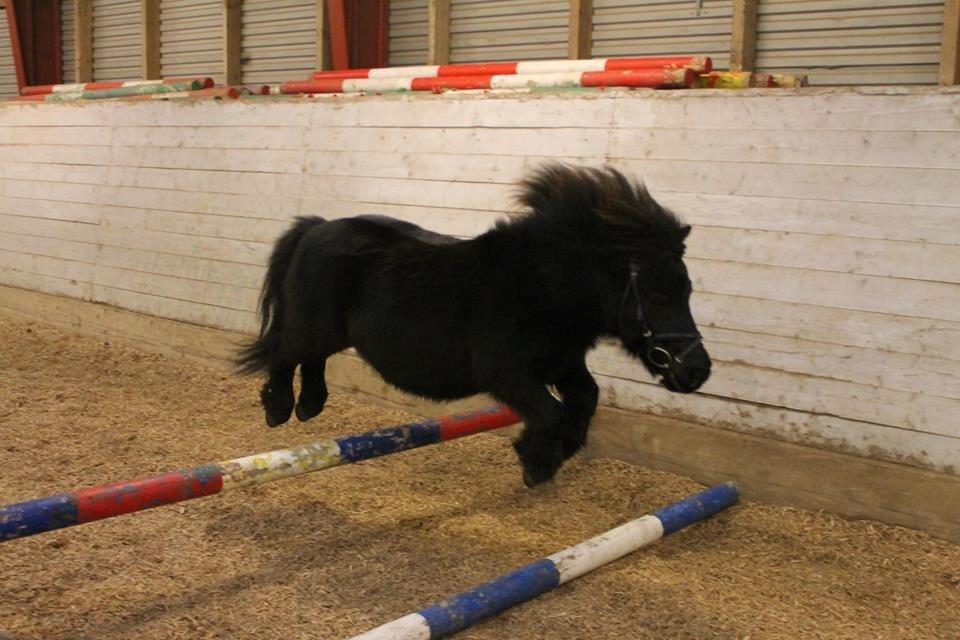 Shetlænder Charlie - Spring charlie! SPRING :D billede 15