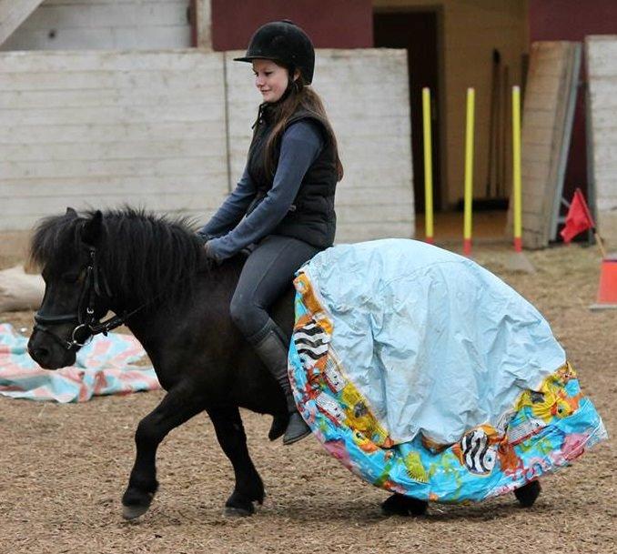 Shetlænder Charlie - Der er ikke det man ikke kan gøre ved ham! :D billede 18