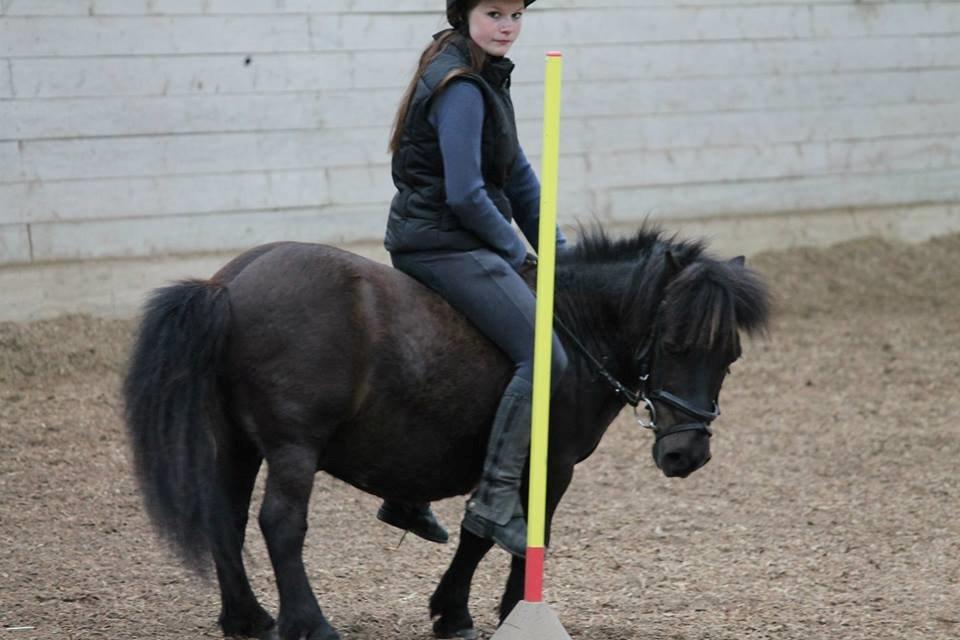 Shetlænder Charlie - Dygtig pony!  billede 19