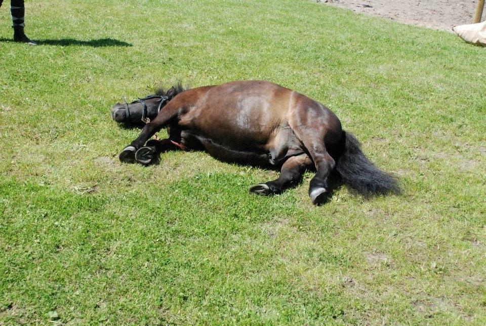 Shetlænder Charlie - Her er et billede hvor han skal ligge sig ned! :)
Sååå dygtig :) billede 20