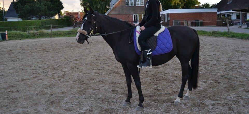 Tysk Sportspony Akrobatin S billede 26