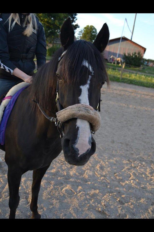 Tysk Sportspony Akrobatin S billede 27