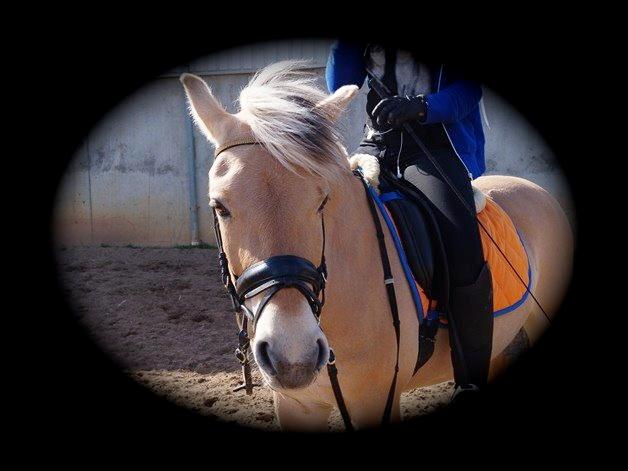 Fjordhest Gypsi (Dibsi) billede 17