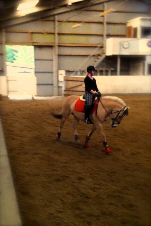 Fjordhest Gypsi (Dibsi) billede 3