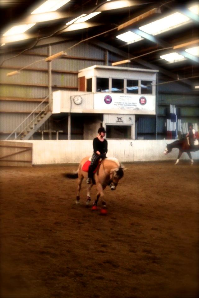 Fjordhest Gypsi (Dibsi) billede 11