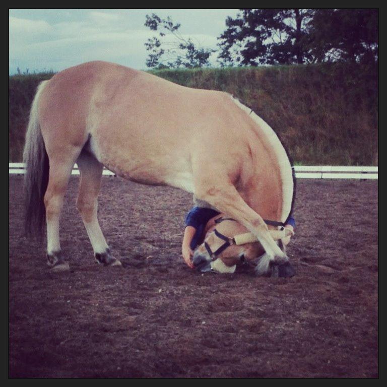 Fjordhest Gypsi (Dibsi) - Tak fordi du kiggede Dibsi's profil, læg venligst en kommentar samt en bedømmelse. billede 20
