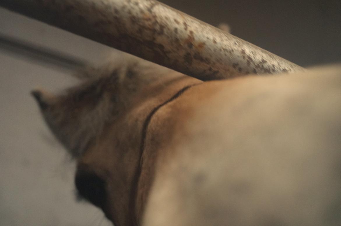 Fjordhest Gypsi (Dibsi) billede 19