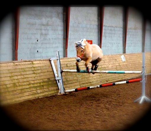 Fjordhest Gypsi (Dibsi) - Velkommen til Dibsi's profil<3 
d.26/12-13 Dibsi springer 105 cm  billede 1