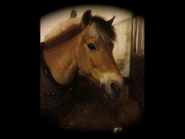 Fjordhest Gypsi (Dibsi) billede 5