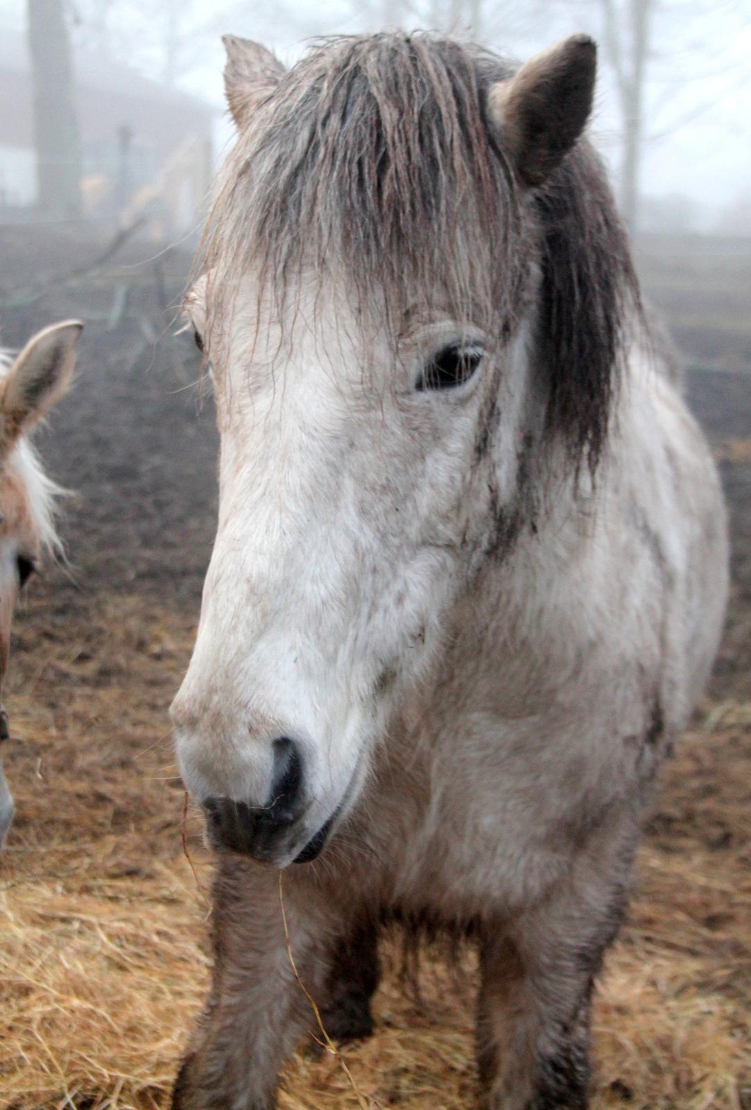 Islænder Ildur billede 10