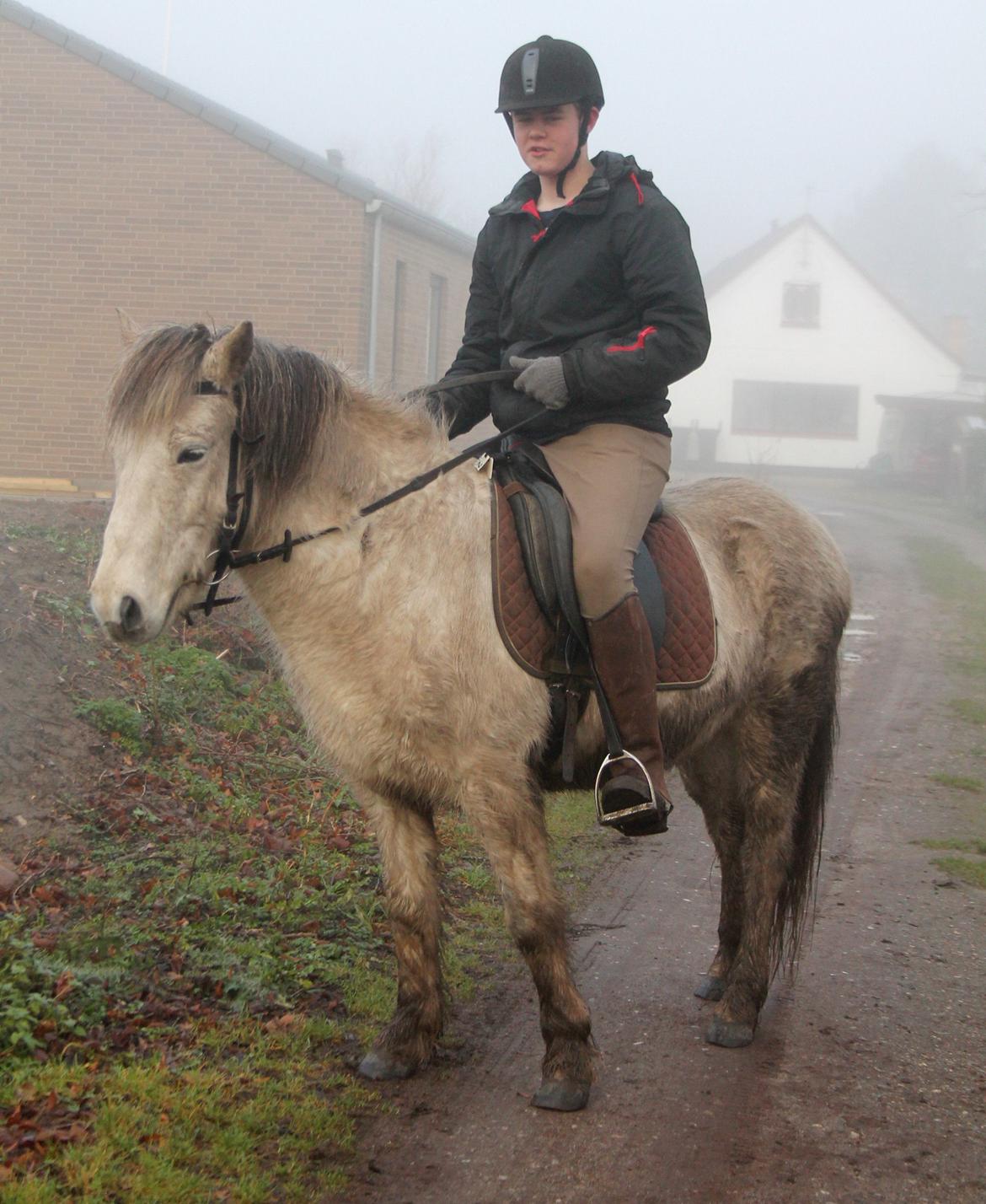 Islænder Ildur billede 3