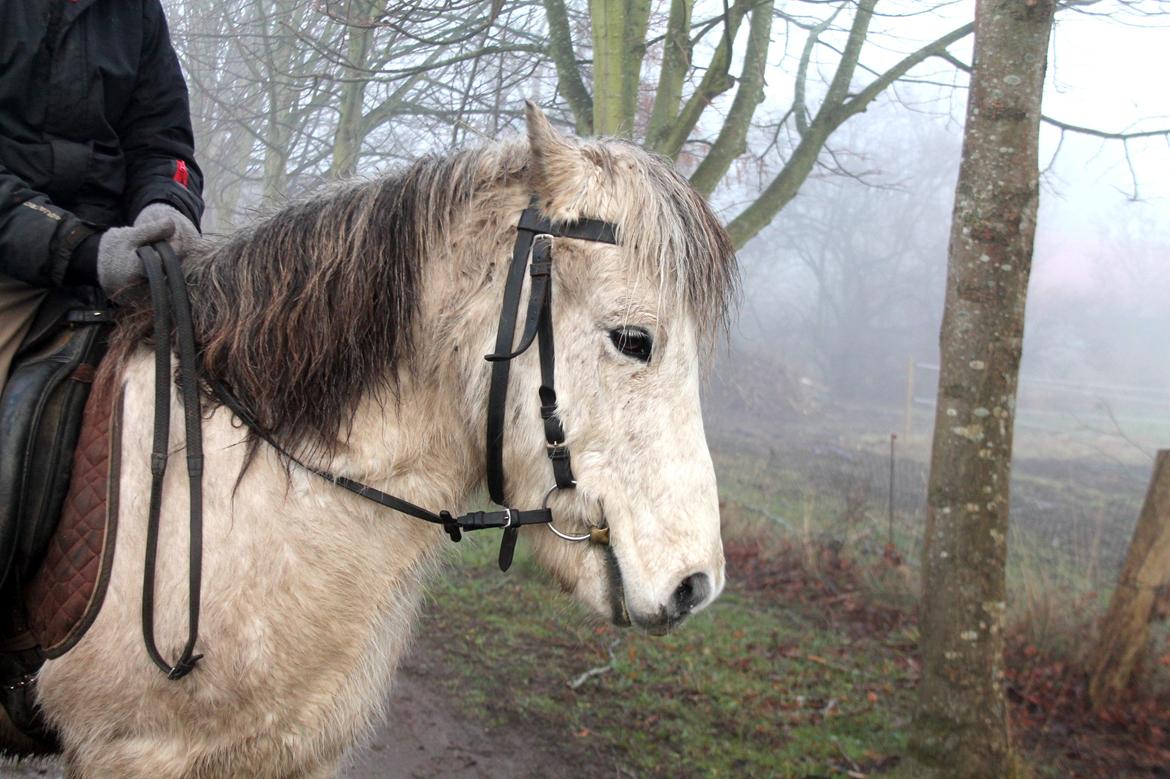 Islænder Ildur billede 5