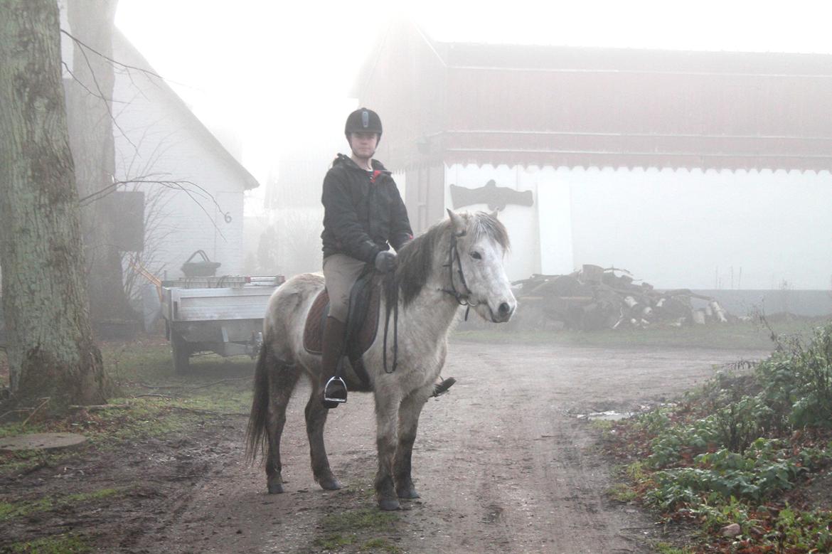 Islænder Ildur billede 6