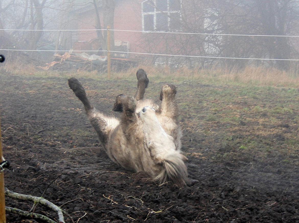 Islænder Ildur billede 7