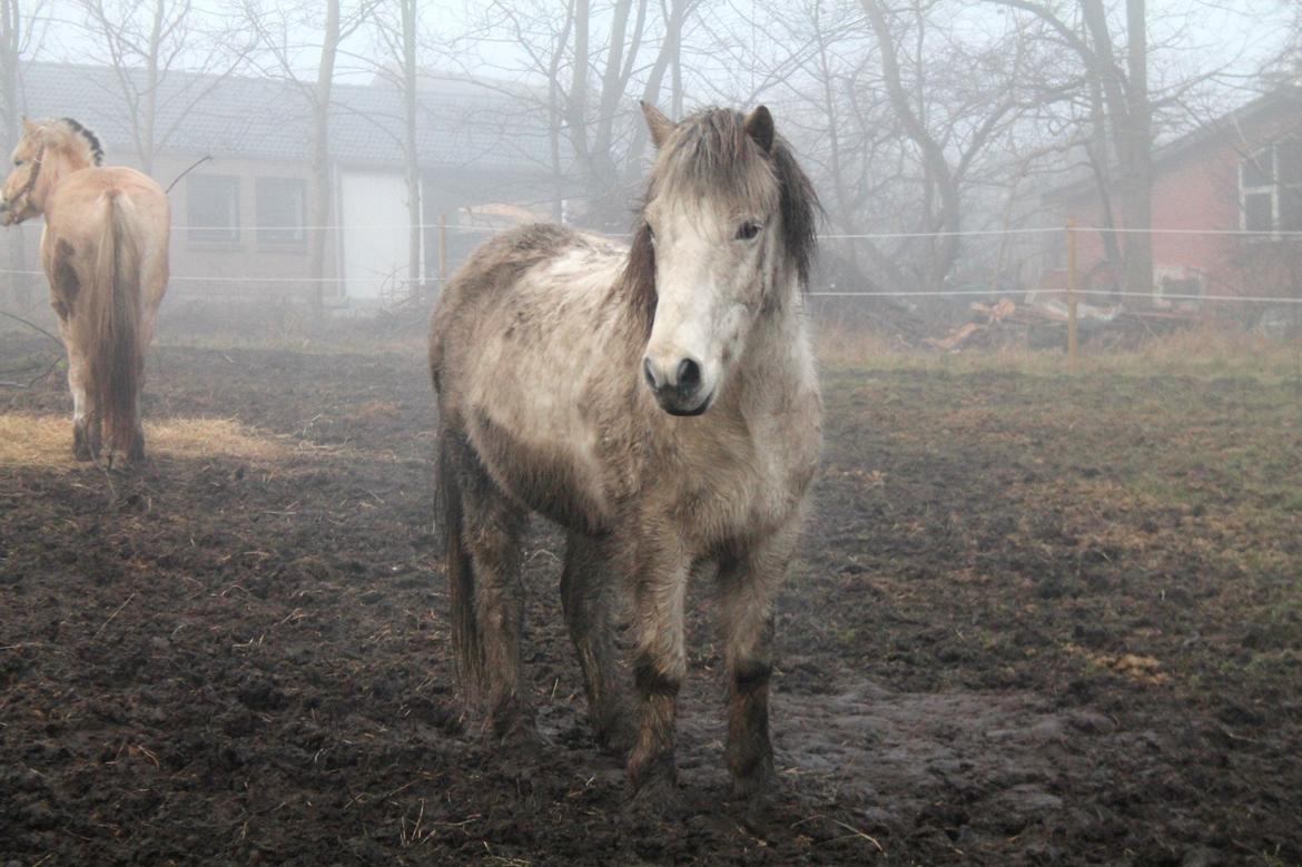 Islænder Ildur - Ildur efter en dejlig rulletur! billede 1