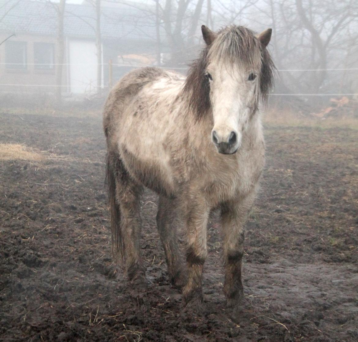 Islænder Ildur billede 8