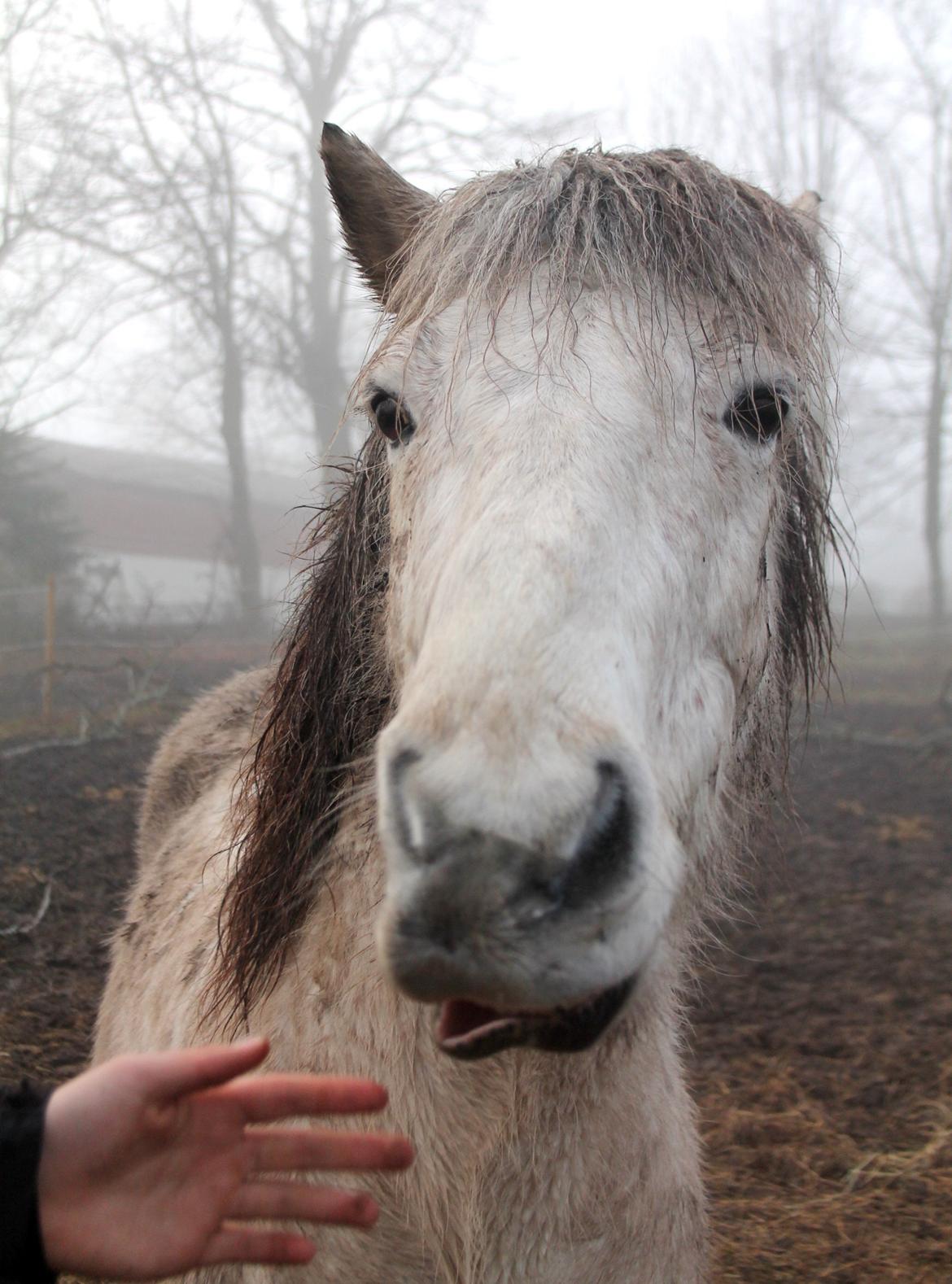 Islænder Ildur billede 9