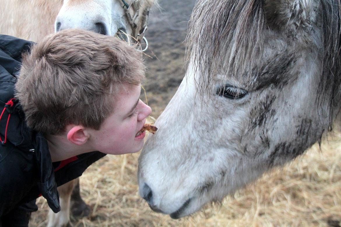 Islænder Ildur billede 11