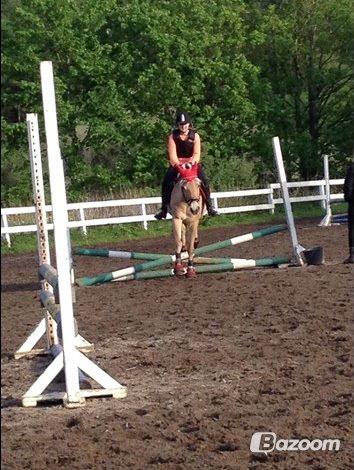 Fjordhest Gypsi (Dibsi) billede 4